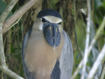 Boat-billed Heron    